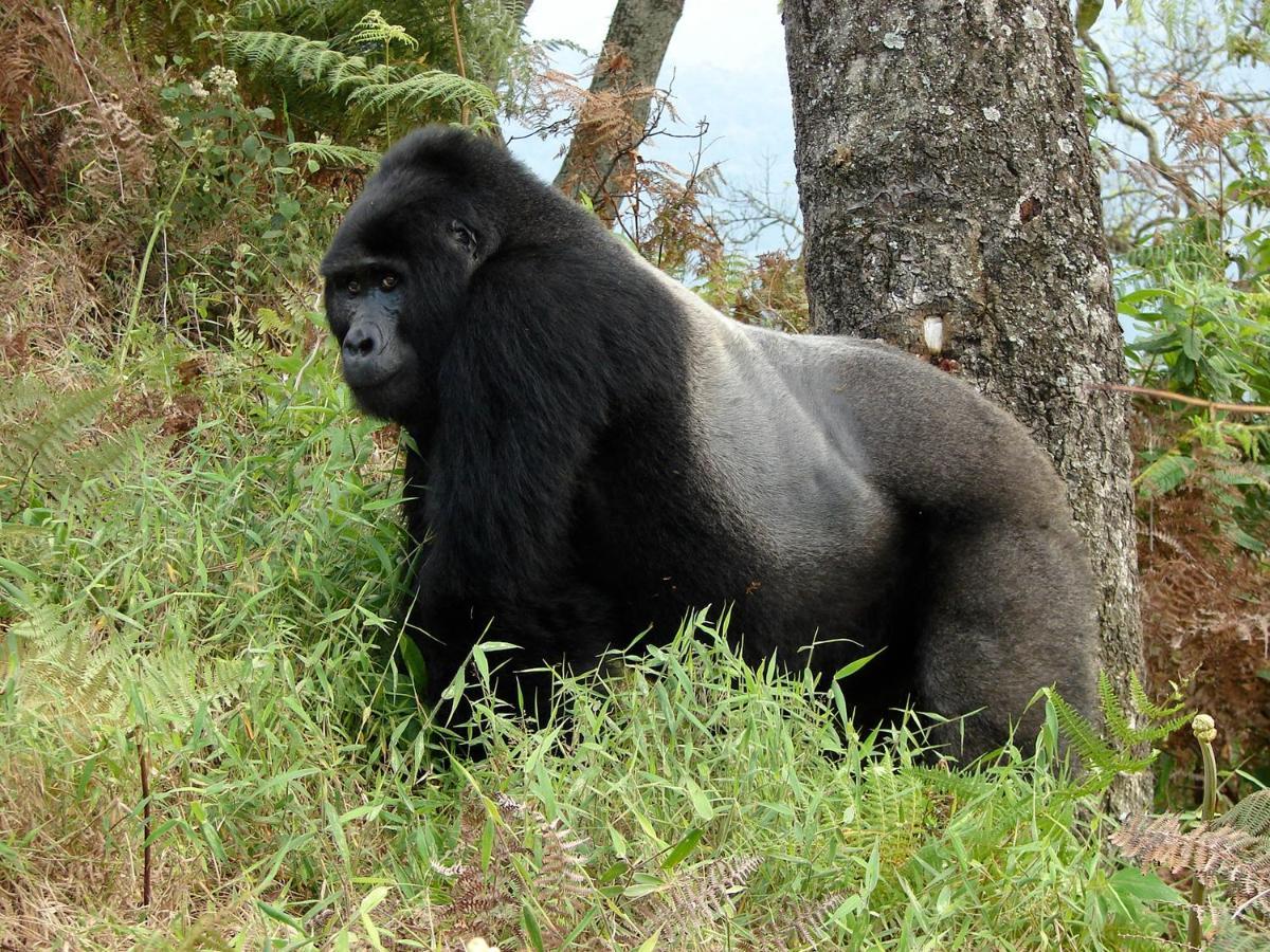 Clouds Mountain Gorilla Lodge Kisoro Екстериор снимка